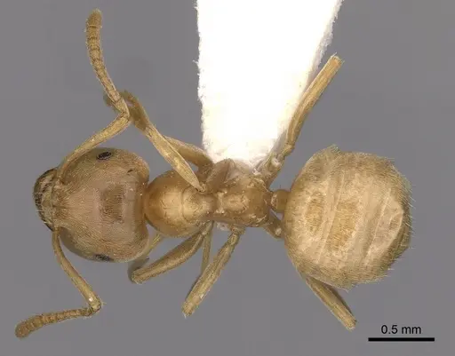Lasius reginae - CASENT0280472