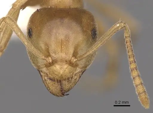Lasius reginae - CASENT0280472