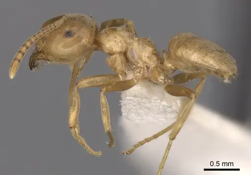 Lasius reginae - CASENT0280472