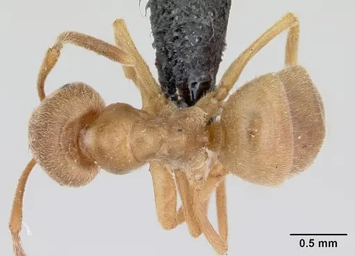 Lasius sabularum specimen