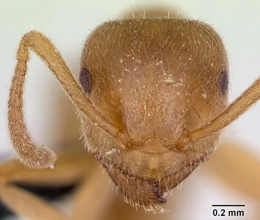Lasius sabularum specimen