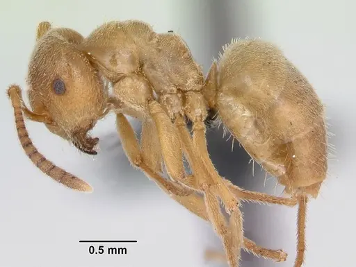 Lasius sabularum specimen