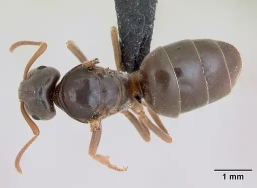 Lasius sabularum - CASENT0172758