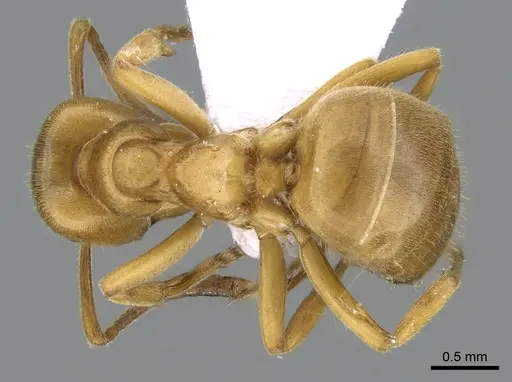Lasius sabularum - CASENT0906076