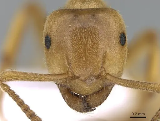 Lasius sabularum - CASENT0906076