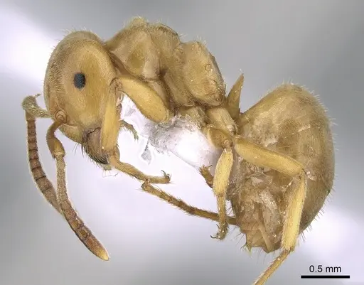 Lasius sabularum - CASENT0906076
