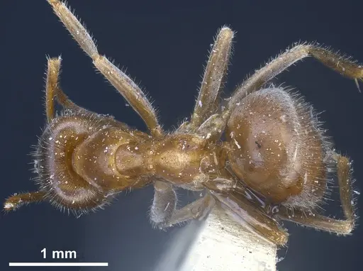 Lasius sakagamii specimen