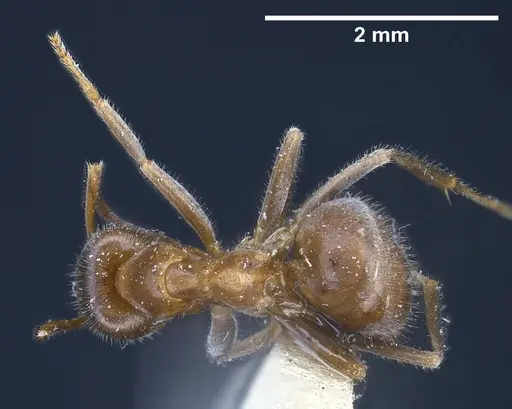 Lasius sakagamii specimen