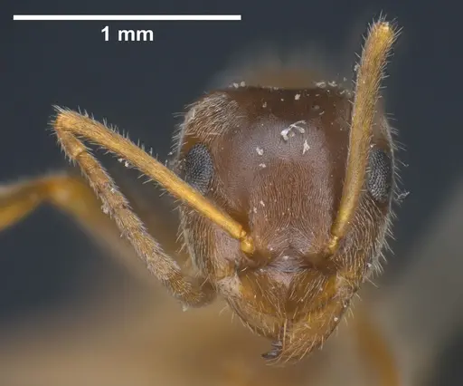 Lasius sakagamii specimen