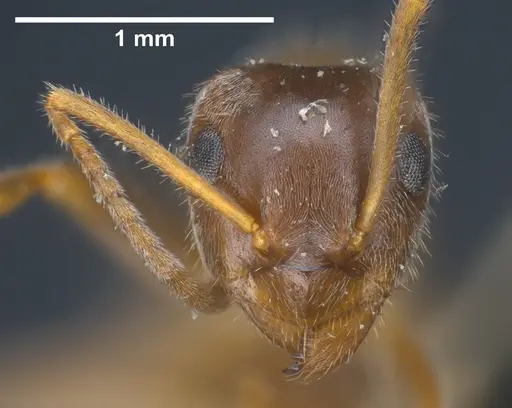 Lasius sakagamii - ANTWEB1041276