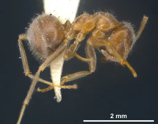 Lasius sakagamii - ANTWEB1041276