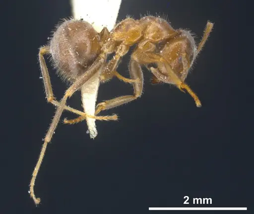 Lasius sakagamii - ANTWEB1041276