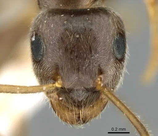 Lasius sakagamii - CASENT0906279