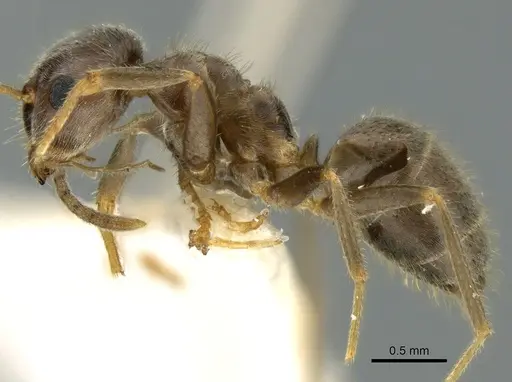 Lasius sakagamii - CASENT0906279