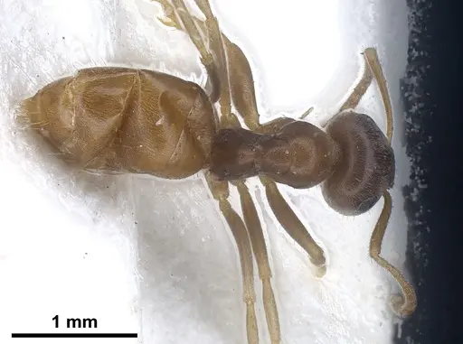 Lasius schaeferi specimen
