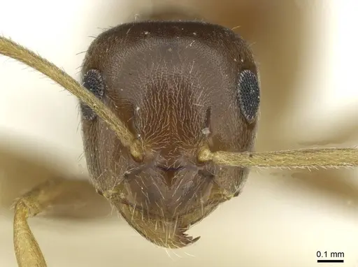 Lasius schaeferi specimen