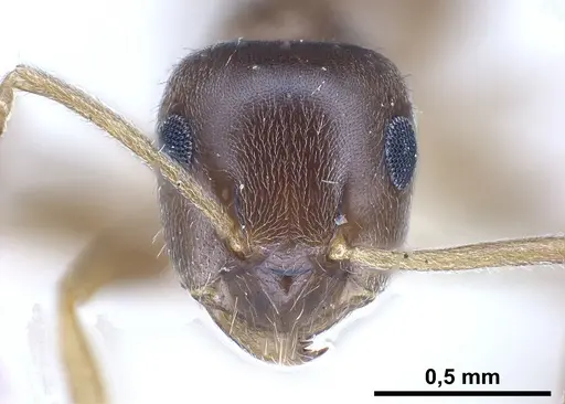 Lasius schaeferi specimen