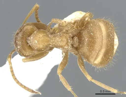 Lasius schulzi specimen