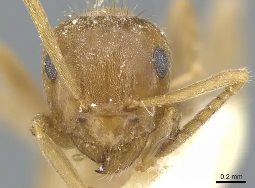 Lasius schulzi specimen