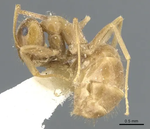 Lasius schulzi specimen