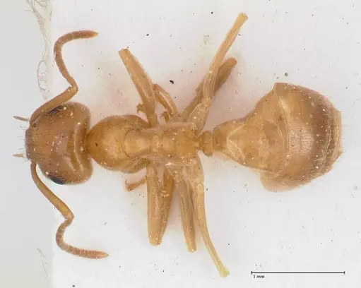 Lasius schulzi - FOCOL0746