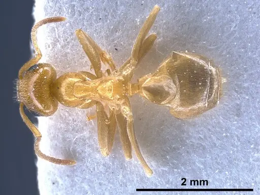 Lasius schulzi - FOCOL0746