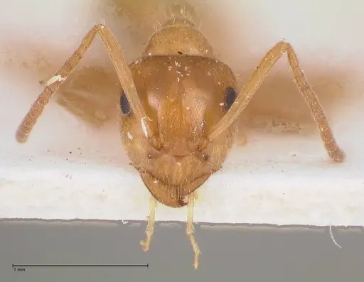 Lasius schulzi - FOCOL0746