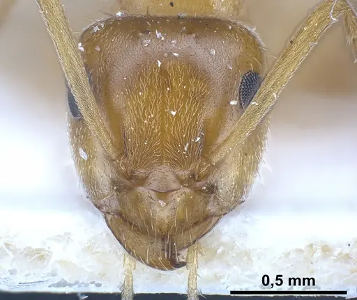 Lasius schulzi - FOCOL0746