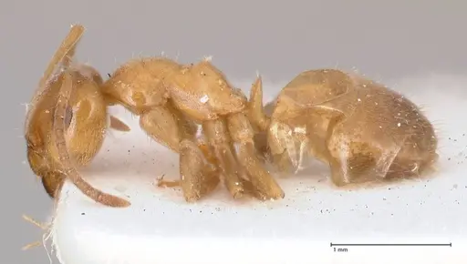 Lasius schulzi - FOCOL0746