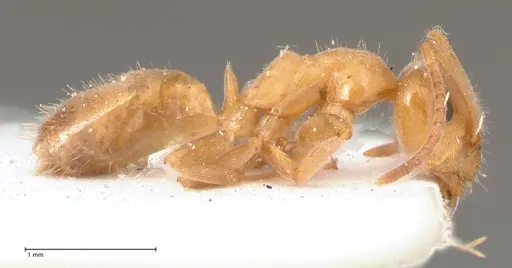 Lasius schulzi - FOCOL0746