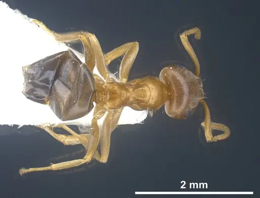Lasius silvaticus specimen
