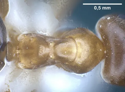 Lasius silvaticus specimen