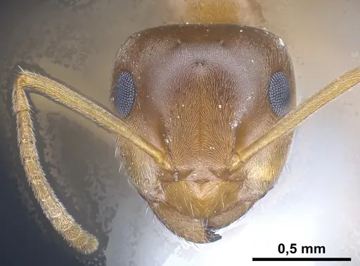 Lasius silvaticus specimen