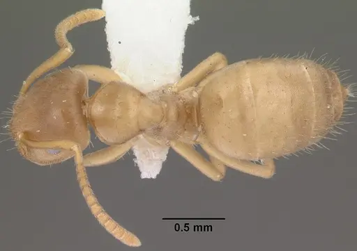 Lasius sitiens specimen