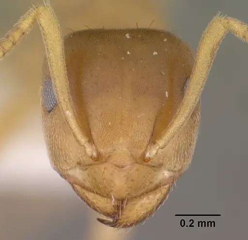 Lasius sitiens specimen