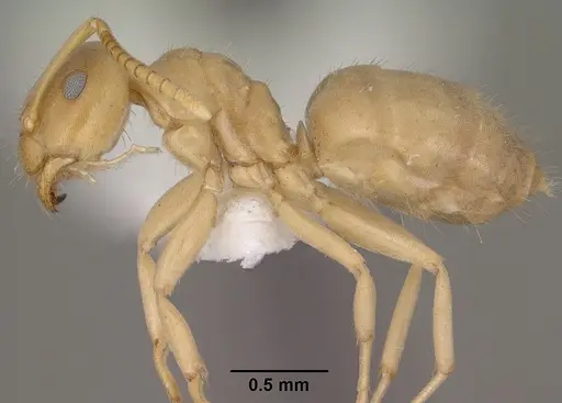 Lasius sitiens specimen