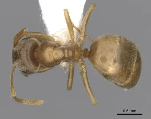 Lasius sitiens - CASENT0280442