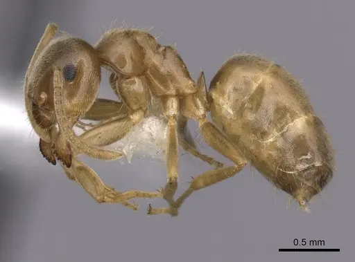Lasius sitiens - CASENT0280442