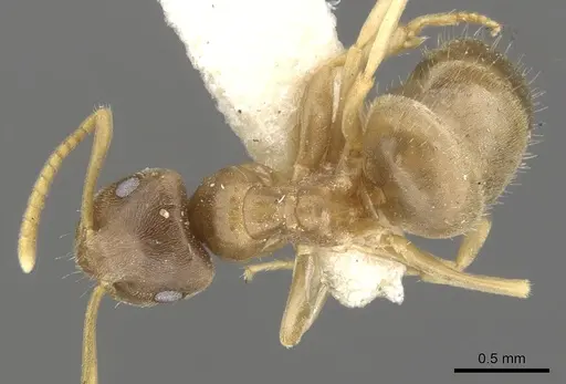 Lasius sitiens - CASENT0903205
