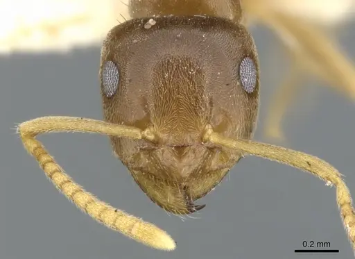 Lasius sitiens - CASENT0903205