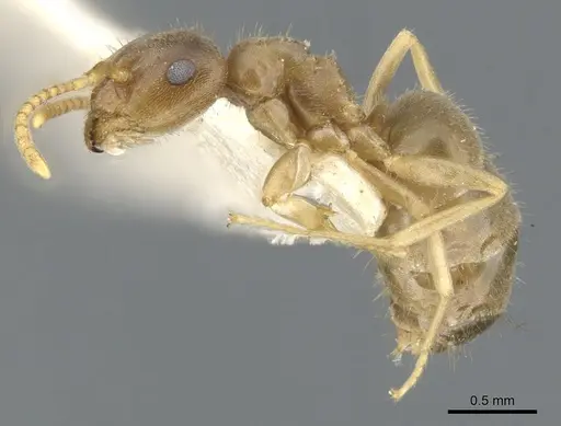 Lasius sitiens - CASENT0903205