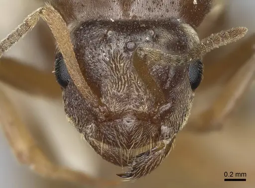 Lasius sitiens - CASENT0923062