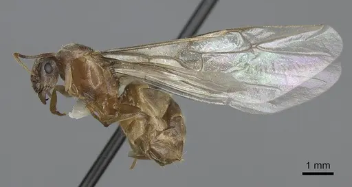 Lasius sitiens - CASENT0923062