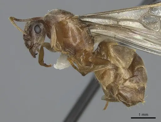 Lasius sitiens - CASENT0923062