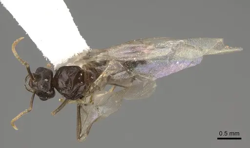 Lasius sitiens - CASENT0923063