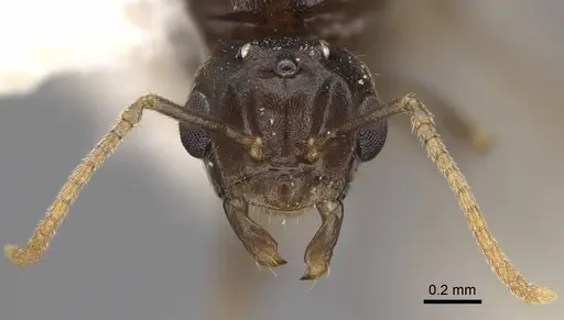 Lasius sitiens - CASENT0923063