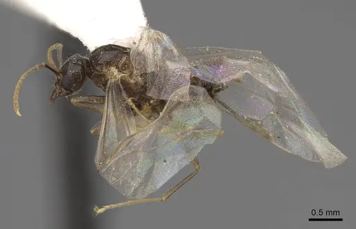 Lasius sitiens - CASENT0923063