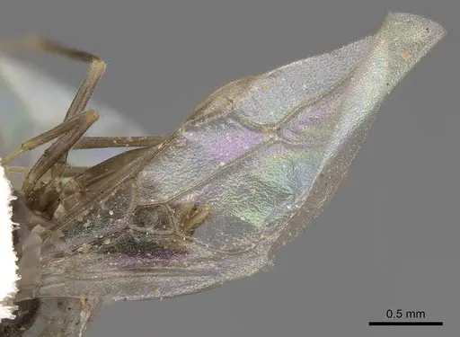 Lasius sitiens - CASENT0923063