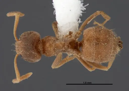 Lasius sitiens - FMNHINS0000062730