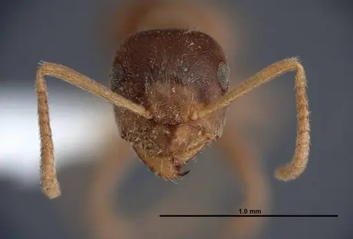 Lasius sitiens - FMNHINS0000062730